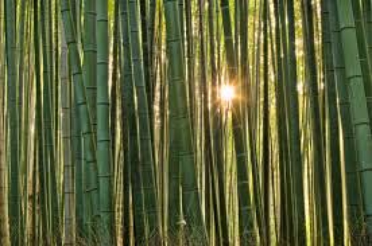 Bamboo Massage