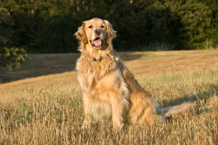 What my Dog Taught me about Loving my Job