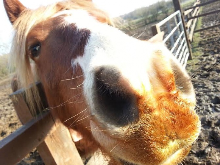 Equine Therapy: Not All Therapists Have Two Legs