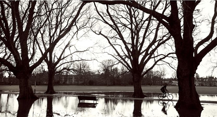 What the Trees in Winter can Teach Us