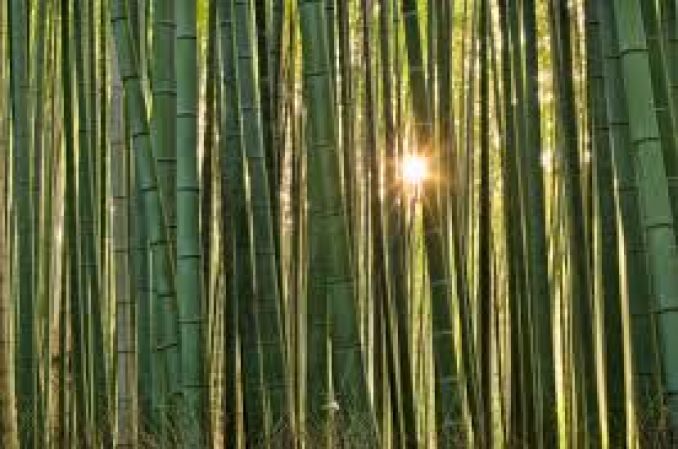 Bamboo Massage